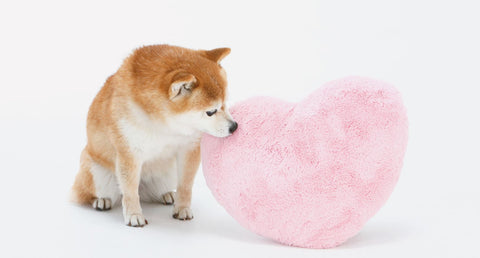 老犬の気持ちが知りたい飼い主さま必見！愛犬の気持ちを理解するポイント