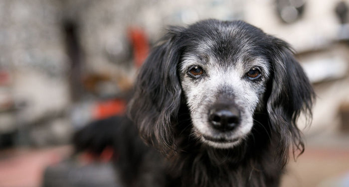 【動物介護士解説】老犬の介護グッズ｜実際に愛犬に使って良かった厳選5選