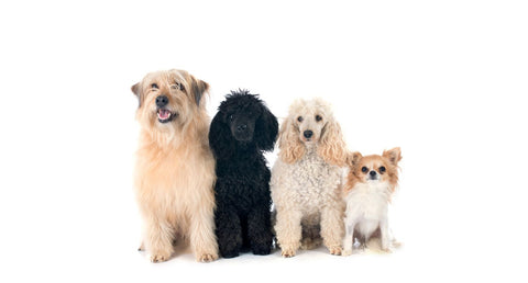 老犬におすすめのサプリメント5選｜選び方やリアルな使用感を専門家が解説