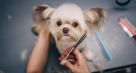 老犬がトリミングを断られるのはなぜ？トリミングを受ける方法も解説