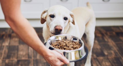 シニア犬用フードは何歳から？いつから切り替えるか年齢の目安や注意点を解説