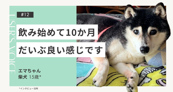 飼い主さまインタビュー#12｜飲み始めて10か月、だいぶ良い感じです｜エマちゃん（柴犬 15歳）