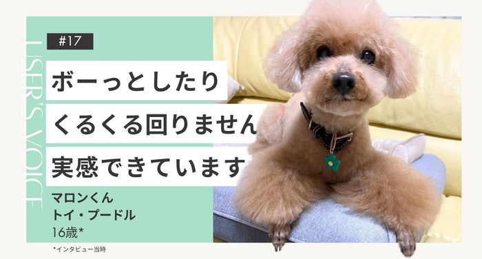 トライザ飼い主さまインタビュー#17｜ボーっとしたり、くるくる回りません 実感しています｜マロンくん（トイ・プードル 16歳）