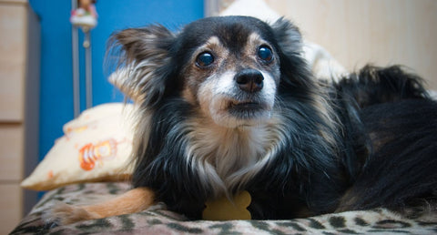 愛犬の表情が変わった？気づいてほしいいつもと違うサイン【専門家解説】
