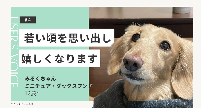 飼い主さまインタビュー#4｜若い頃を思い出し、嬉しくなります｜みるくちゃん（ミニチュア・ダックスフンド 13歳）