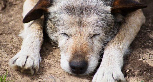 動物介護士が解説｜犬の認知症の症状は？予防や対策方法