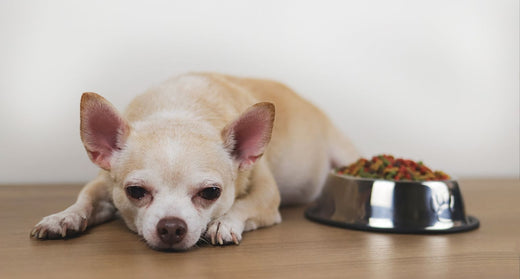 動物介護士が解説｜老犬が食べないときに試してほしい8つのこと