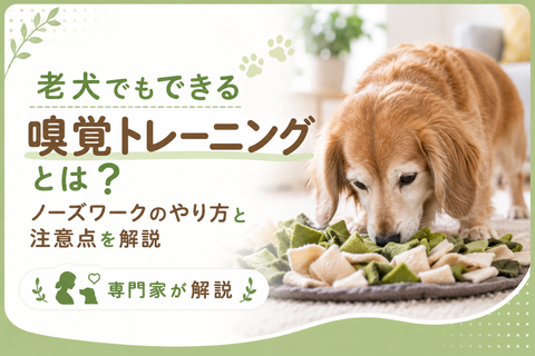 老犬でもできる嗅覚トレーニングとは？ノーズワークのやり方と注意点を解説