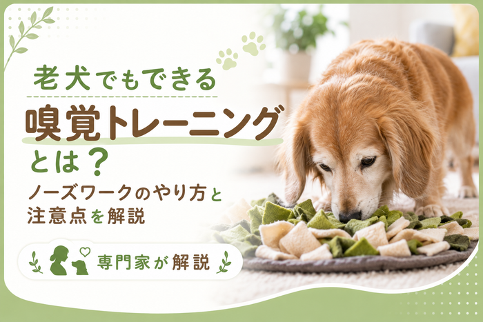 老犬でもできる嗅覚トレーニングとは？ノーズワークのやり方と注意点を解説