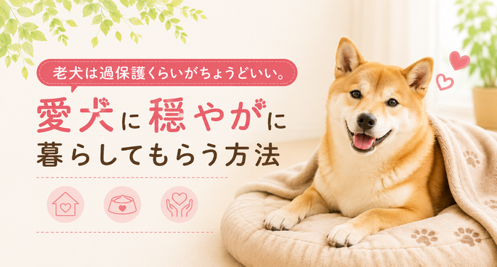 老犬は過保護くらいがちょうどいい。愛犬に穏やかに暮らしてもらう方法