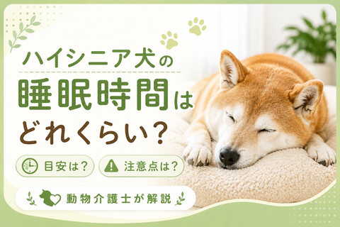 ハイシニア犬の睡眠時間はどれくらい？目安や注意点を動物介護士が解説