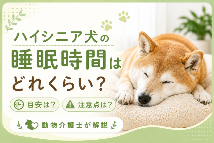 ハイシニア犬の睡眠時間はどれくらい？目安や注意点を動物介護士が解説