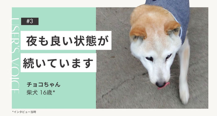 飼い主さまインタビュー#3｜最近は夜も良い状態が続いています｜チョコちゃん（柴犬 16歳）