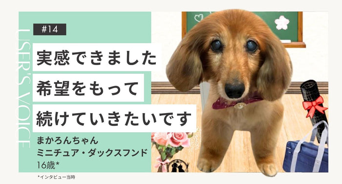 トライザ飼い主さまインタビュー#14｜実感できました 希望をもって続けていきたいです｜まかろんちゃん（Mダックスフンド 16歳）