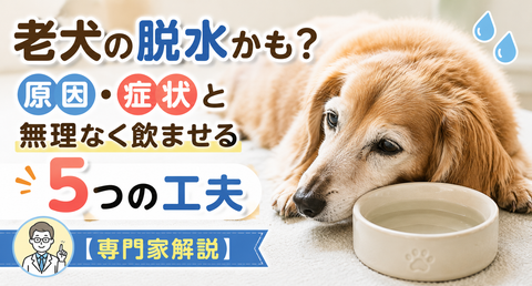 老犬の脱水かも？原因・症状と無理なく飲ませる5つの工夫【専門家解説】