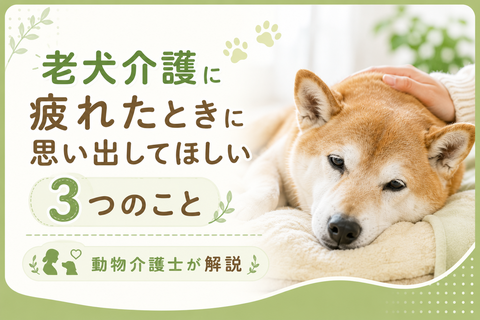 老犬介護に疲れたときに思い出してほしい3つのこと｜動物介護士が解説