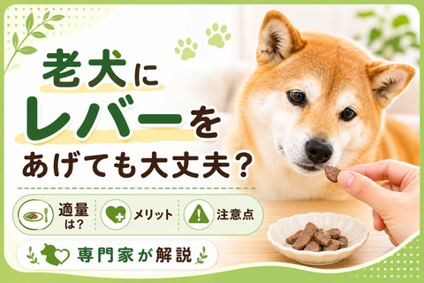老犬にレバーをあげても大丈夫？適量やメリット、注意点を専門家が解説