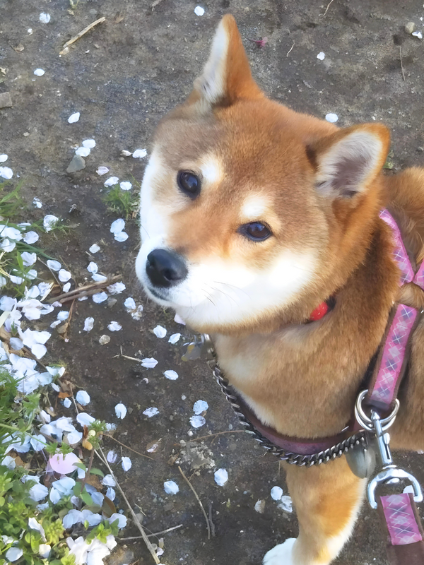 動物病院の先生のおすすめなので安心です