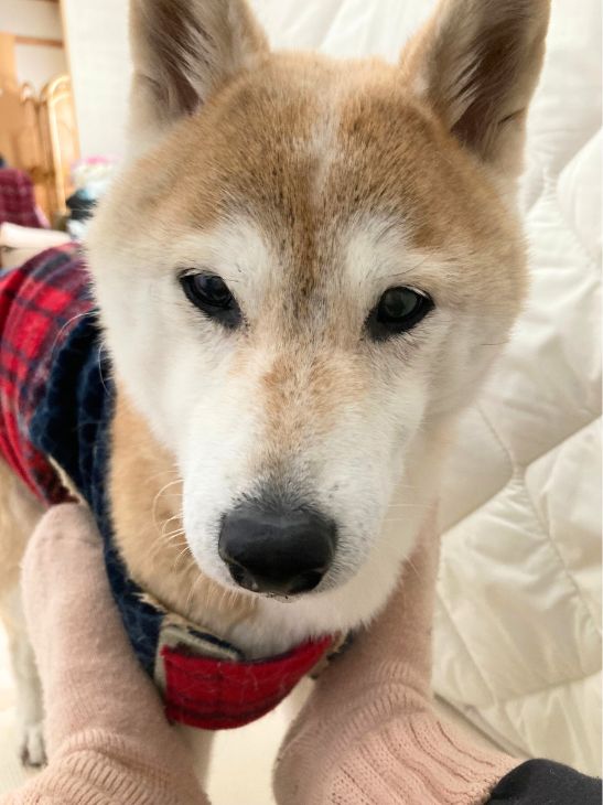 トライザは安心して与えられます